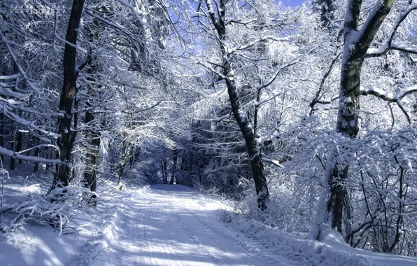 Холод, зима, дорога, снег, деревья, пейзаж, автор, Janek Sedlar