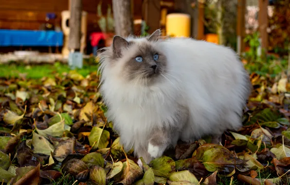 Осень, кошка, кот, взгляд, листва, сад, двор, прогулка