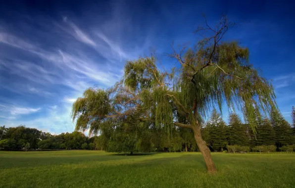 Картинка небо, облака, дерево, HDR, Новая Зеландия