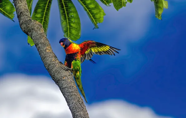 Картинка небо, листья, облака, тропики, пальма, голубое, попугай, многоцветный лорикет
