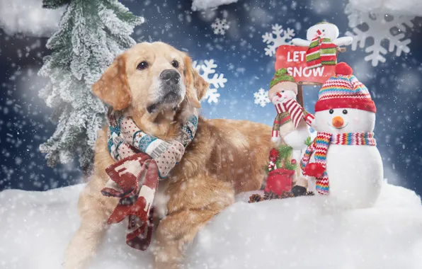 Картинка снег, снежинки, собака, шарф, снеговики, Голден ретривер, Золотистый ретривер