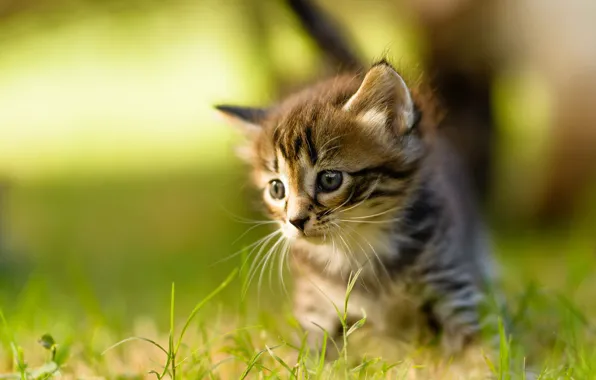 Кошка, лето, трава, усы, взгляд, свет, природа, поза