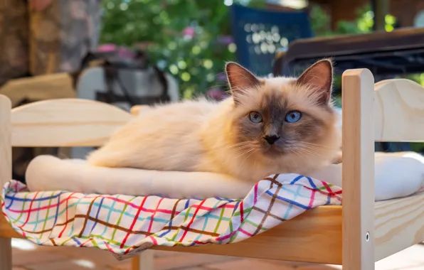 Кошка, кот, взгляд, поза, дом, сад, мордочка, двор