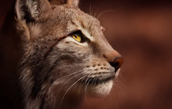 Морда, рысь, Luchs