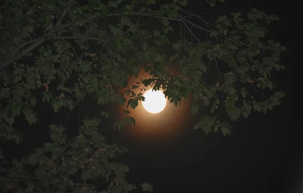 Небо, листья, ночь, ветви, луна, Moon, sky, night