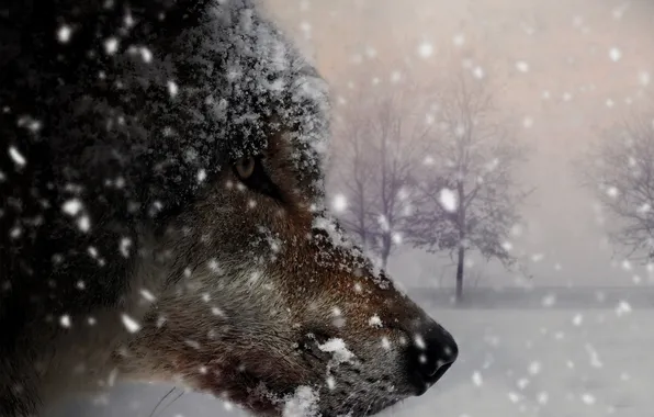 Nature, snow, predator, face, animal, wolf, wolves, wildlife