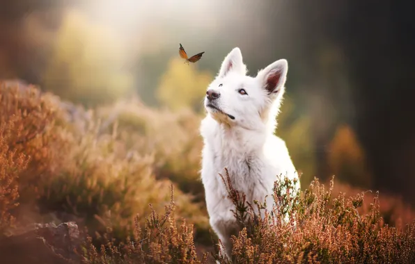 Картинка природа, бабочка, собака