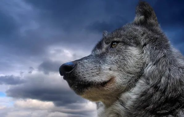 Картинка небо, животное, волк