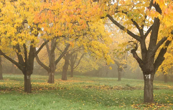 Картинка осень, деревья, природа, туман, парк, листва, Nature, trees