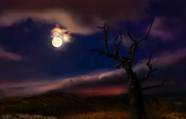 Ночь, дерево, луна