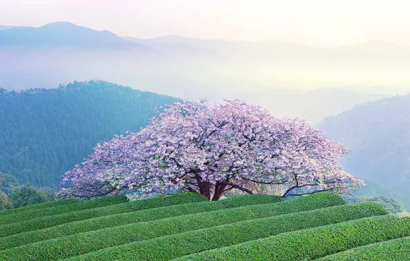 Картинка пейзаж, горы, весна, Япония, сакура, цветение, остров Кюсю, префектура Кумамото