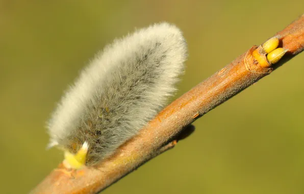 Spring, twig, base kitten