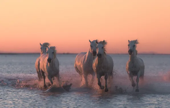 Вода, закат, брызги, кони, лошади, бег