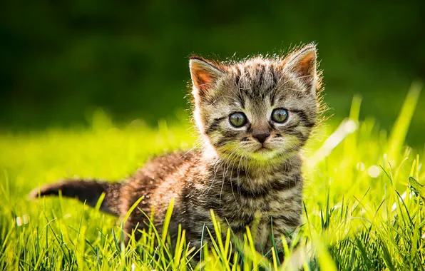 Кошка, лето, трава, взгляд, свет, котенок, серый, поляна
