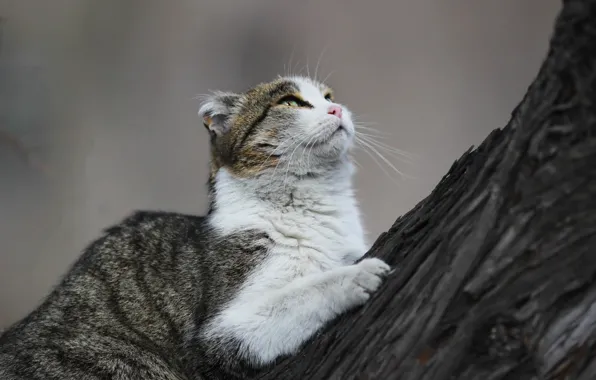 Картинка кошка, взгляд, дерево