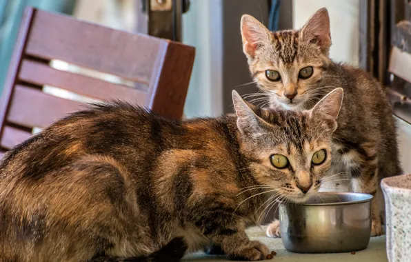 Кошка, кот, взгляд, морда, кошки, поза, котенок, две