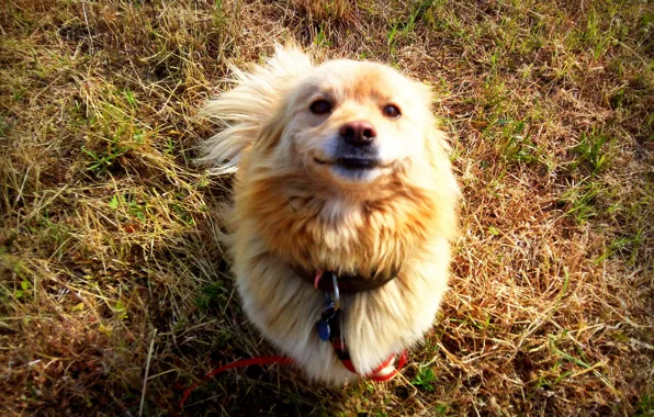 Grass, smile, mongrel