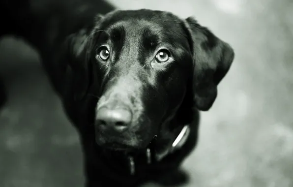 Картинка глаза, морда, черный, собака, нос, пес, Лабрадор ретривер