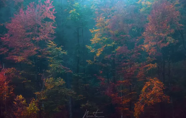 Осень, лес, деревья, природа, краски, дымка