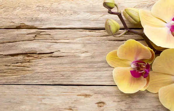 Wood, орхидея, flowers, orchid