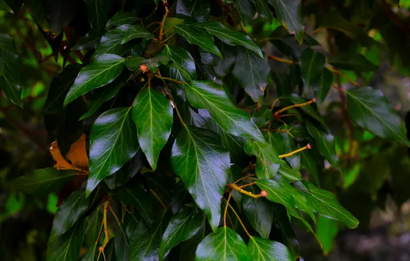 Dark, tree, leaf