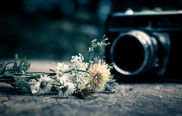Картинка цветы, фон, widescreen, обои, настроения, камера, фотоаппарат, wallpaper