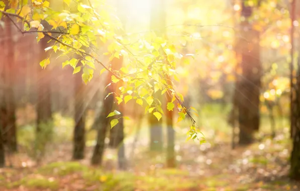 Листья, солнце, лучи, деревья, ветки, природа, фон, дерево