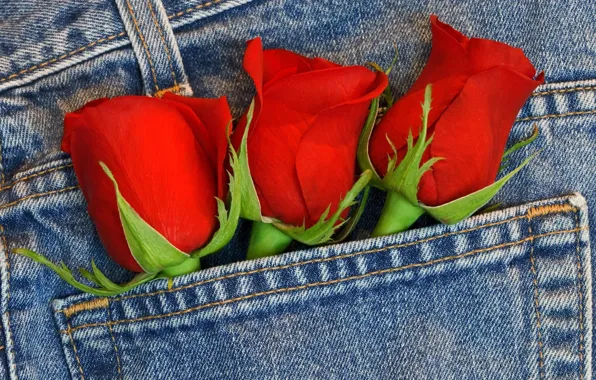 Розы, букет, джинс