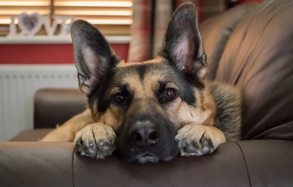 Взгляд, друг, собака