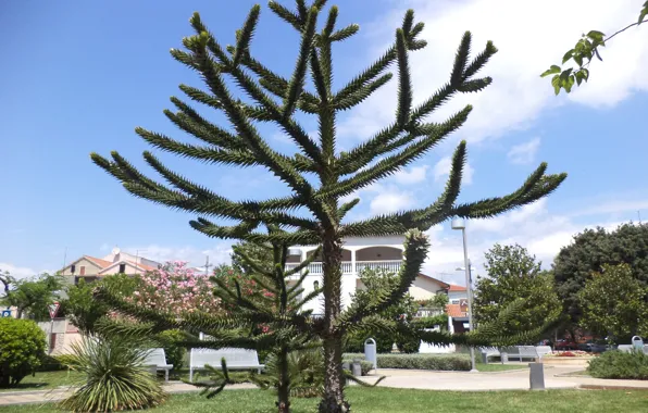 Green, tree, blue sky, Croatia, Vodice