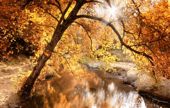 Картинка осень, свет, природа, река