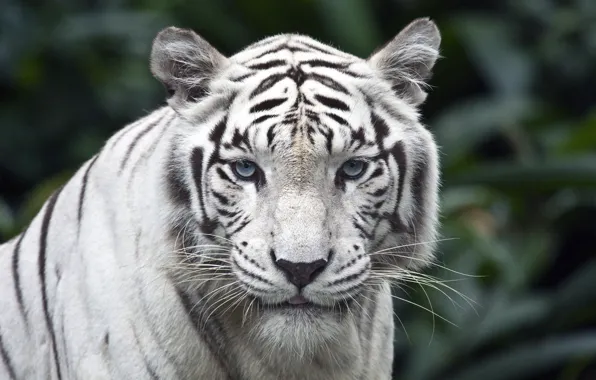 Белый, взгляд, тигр