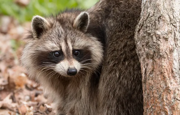 Картинка взгляд, природа, енот