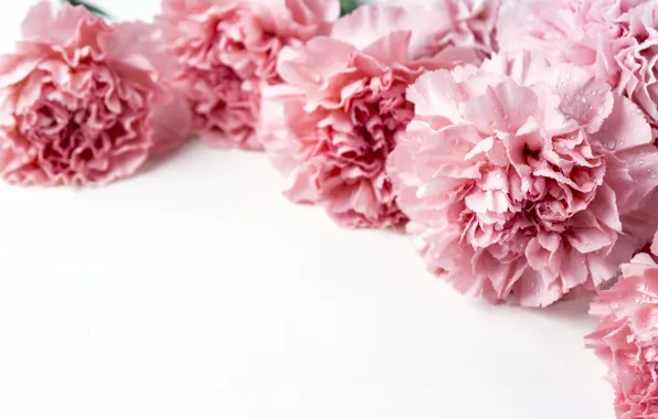 Картинка цветы, лепестки, розовые, pink, flowers, beautiful, гвоздики, carnation