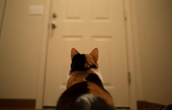 Кошка, дверь, ждет хозяина