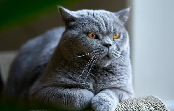 Кошка, кот, взгляд, морда, серый, лежит, злой, недовольный