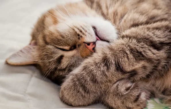 Кошка, кот, лапки, мордочка, спит, лежит