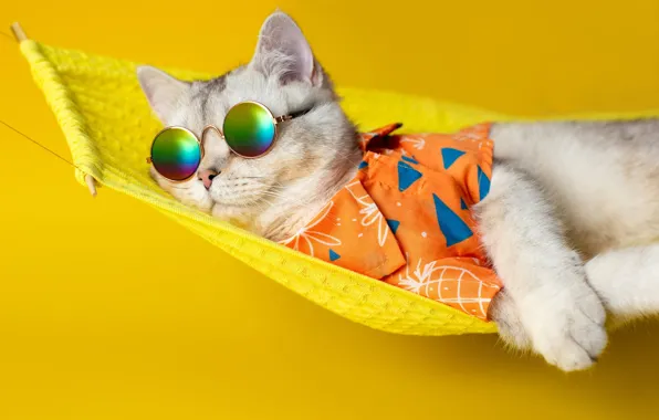 Кошка, кот, отдых, гамак, рубашка, желтый фон, темные очки