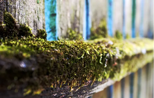 Зеленый, дерево, green, доски, забор, мох, tree, moss