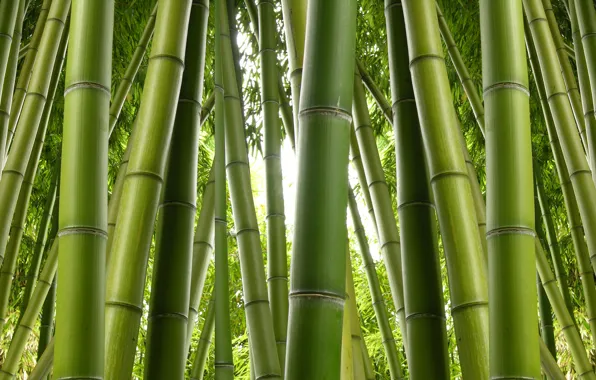 Green, bamboo, plant