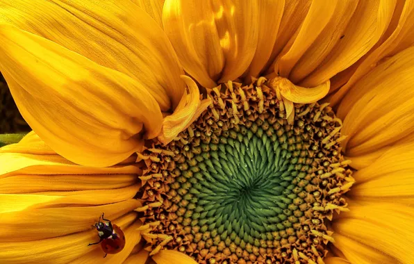 Colors, pattern, plant, seeds