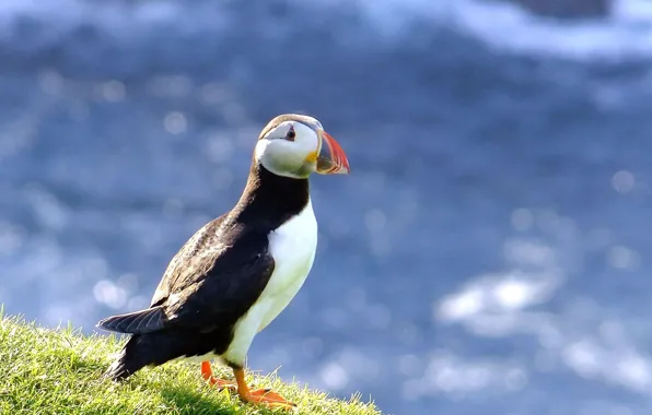 Животные, птица, тупик, animals, bird, puffin