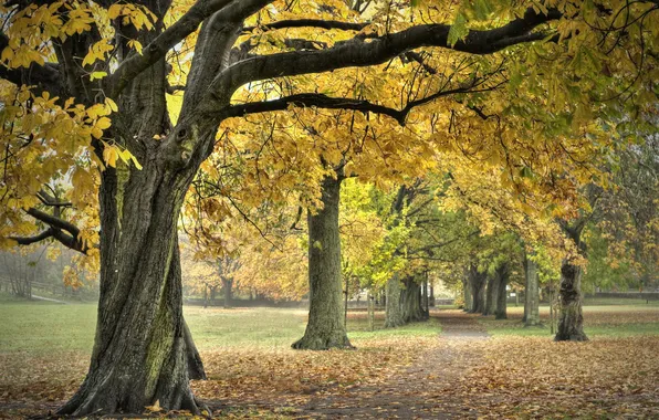 Осень, природа, парк