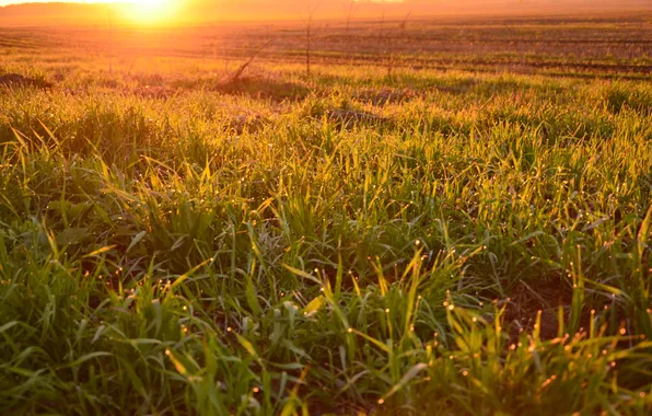 Картинка поле, закат, grass, field, sunset