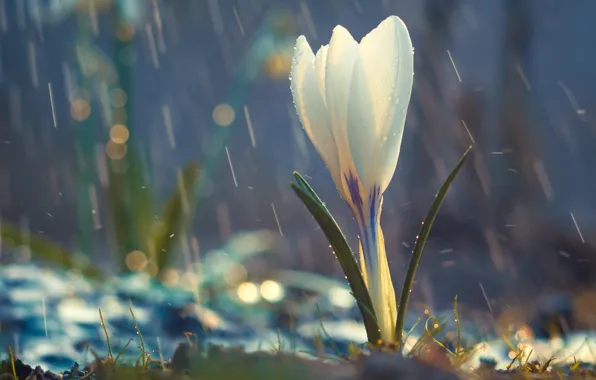 Картинка white, flower, pretty