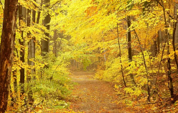 Дорога, осень, деревья, кроны, жёлтые