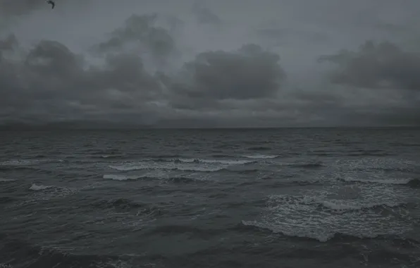 Grey, Bird, Ocean, Sea