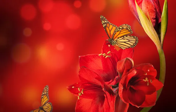 Картинка цветок, бабочки, красный, блики, амарилис