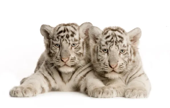 Белые, тигрята, лежат