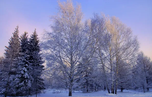 Зима, снег, фото, ель, береза, деревья. природа